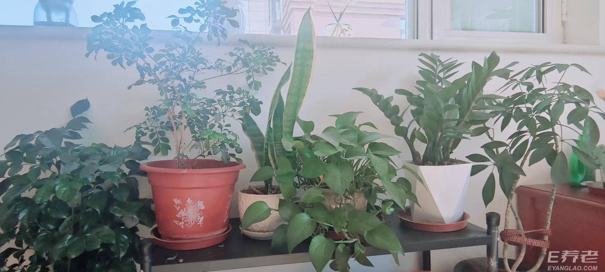花园1733721826611_v1_.jpg